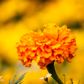 IMGP7038.JPG